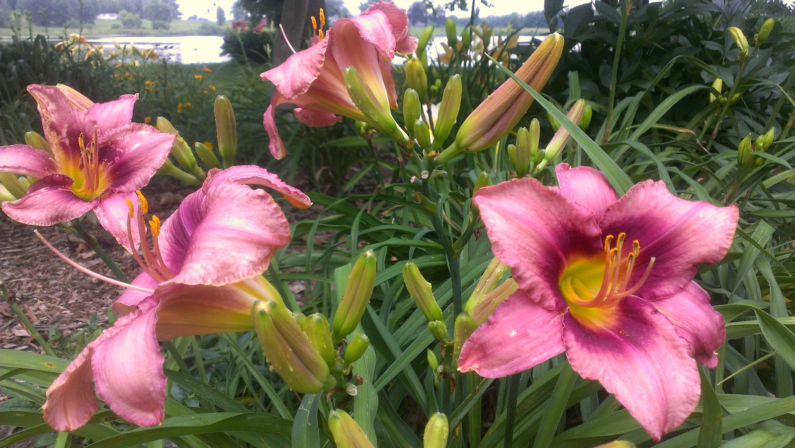 Daylily